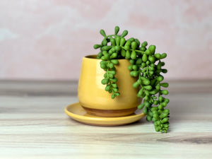 Bulb Planter - Plain Jane