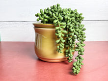 Load image into Gallery viewer, Nana Planter (bottom watering) - Plain Jane