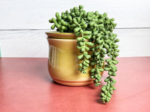 Nana Planter (bottom watering) - Plain Jane