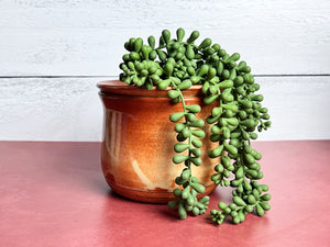Nana Planter (bottom watering) - Plain Jane