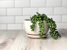 Load image into Gallery viewer, Small Planter - Plain Jane
