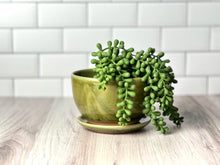 Load image into Gallery viewer, Small Planter - Plain Jane