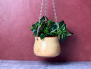 Hanging Planter-2